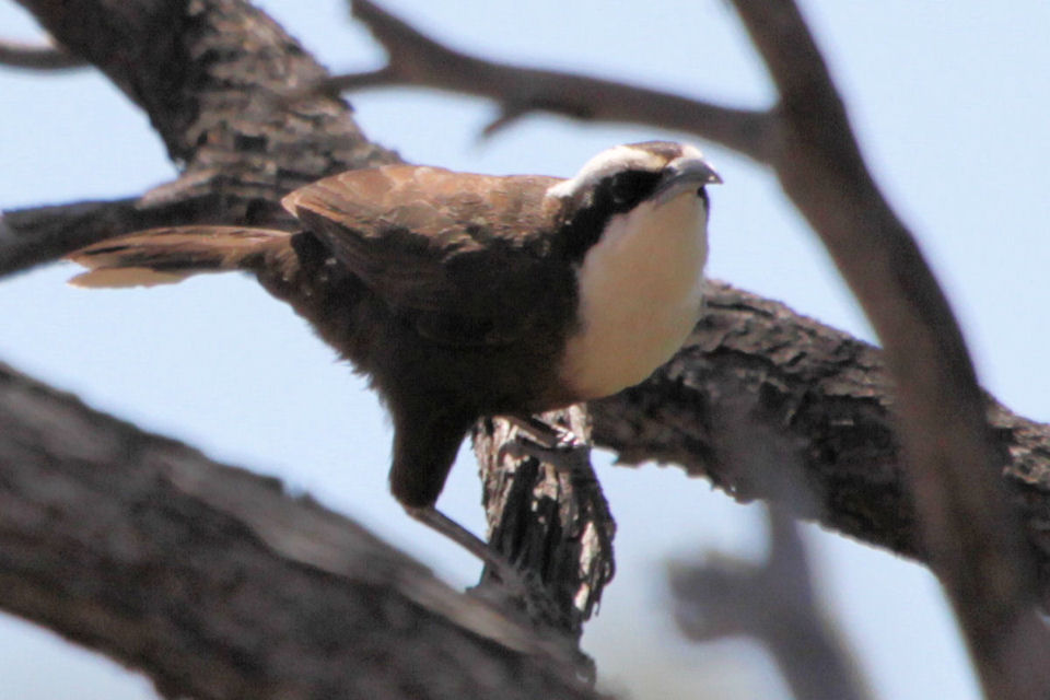 Hall's Babbler (Pomatostomus halli)